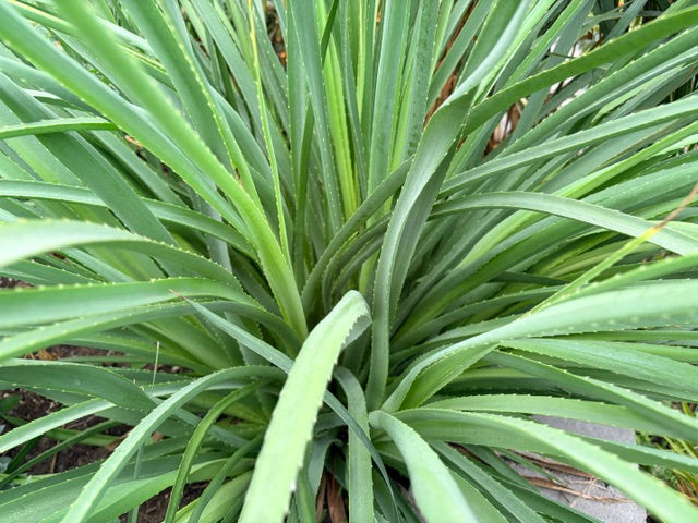 Eryngium pandanifolium (Giant Pandanus Leaf Eryngium)