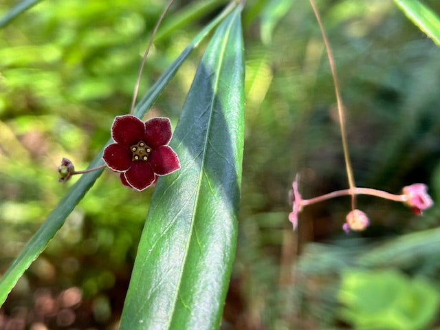 Euonymus cornutus var. quinquecornutus DJHC98344 (Spindle Tree)