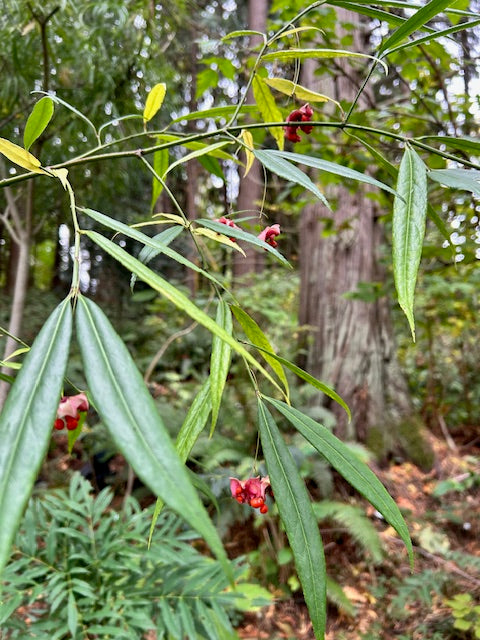 Euonymus cornutus var. quinquecornutus DJHC98344 (Spindle Tree)