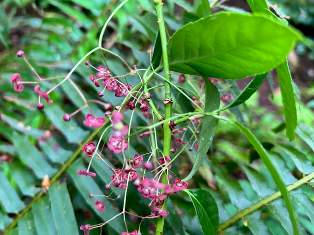 Euonymus frigidus ZHN17038 (Spindle Tree)