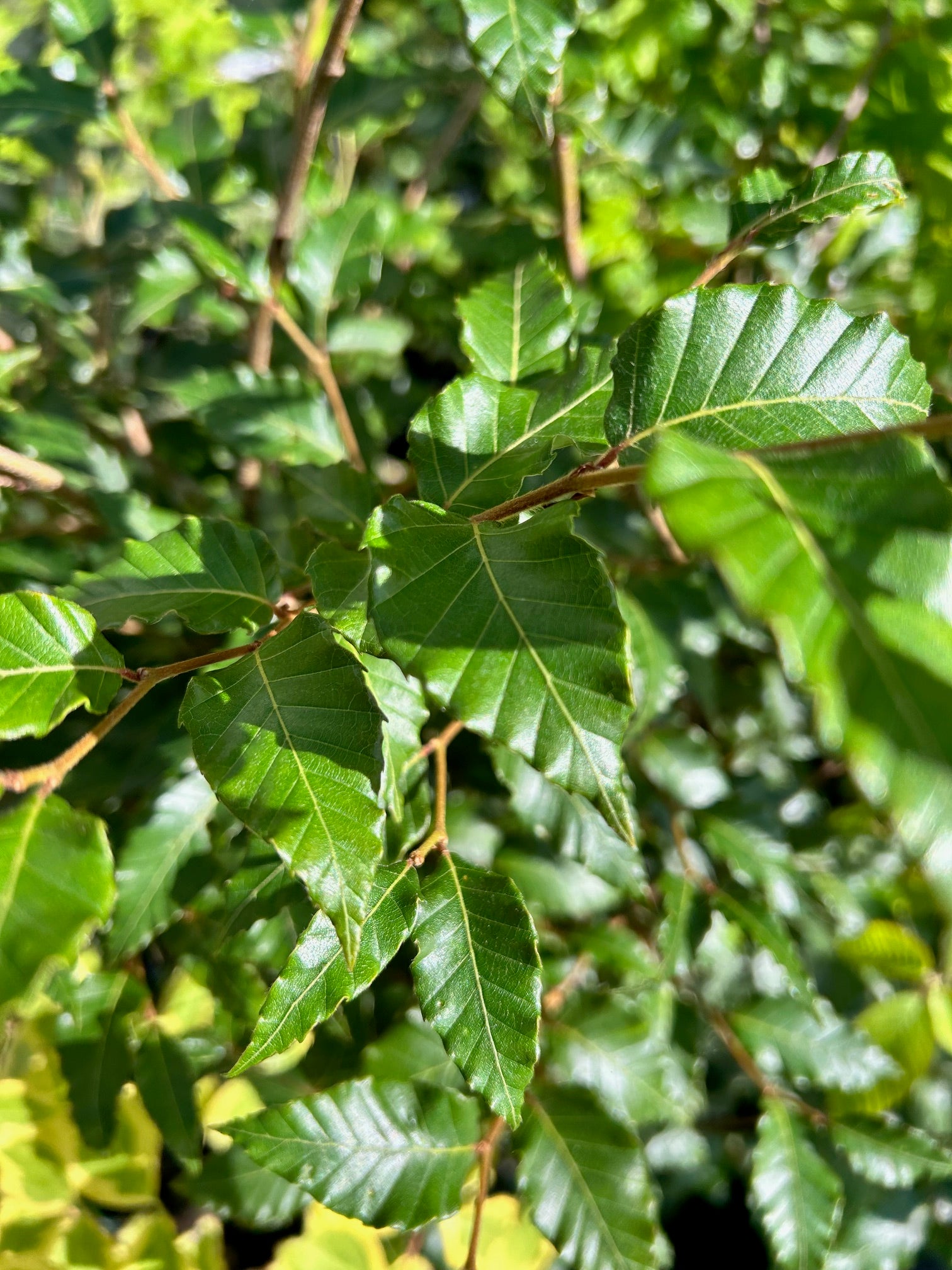 Fagus hayatae (Taiwan Beech)
