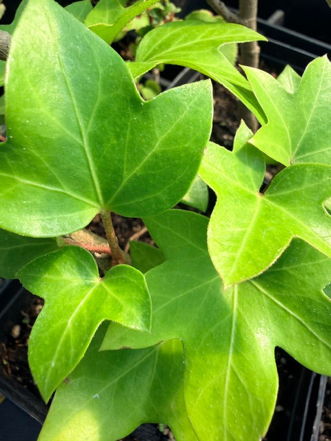 Fatshedera lizei 'Curly' (Botanical Wonder)