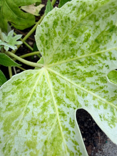 Fatsia japonica 'Spider's Web' (Variegated Fatsia)