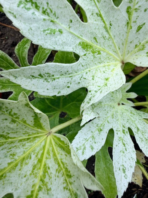 Fatsia japonica 'Spider's Web' (Variegated Fatsia)
