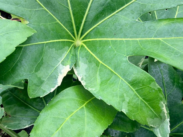 Fatsia japonica 'Variegata' (Variegated Fatsia)