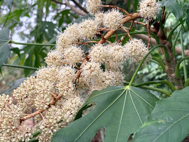 Fatsia polycarpa DJHT99009  (Taiwan Lace Fatsia)