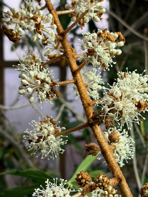 Fatsia polycarpa 'Green Fingers'  (Taiwan Lace Fatsia)