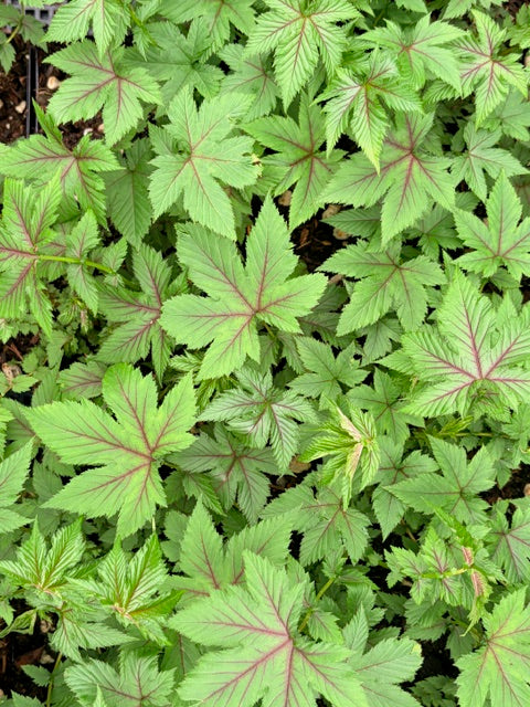 Filipendula palmata 'Red Umbrellas'  (Red Umbrellas Meadowsweet)