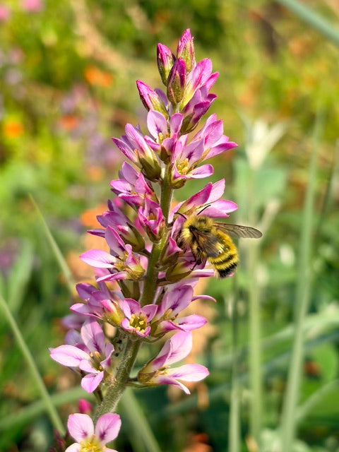 Francoa appendiculata 95SCAH25CHL (Maiden's Wreath)