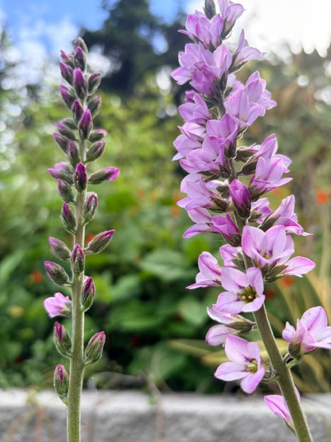 Francoa appendiculata 95SCAH25CHL (Maiden's Wreath)