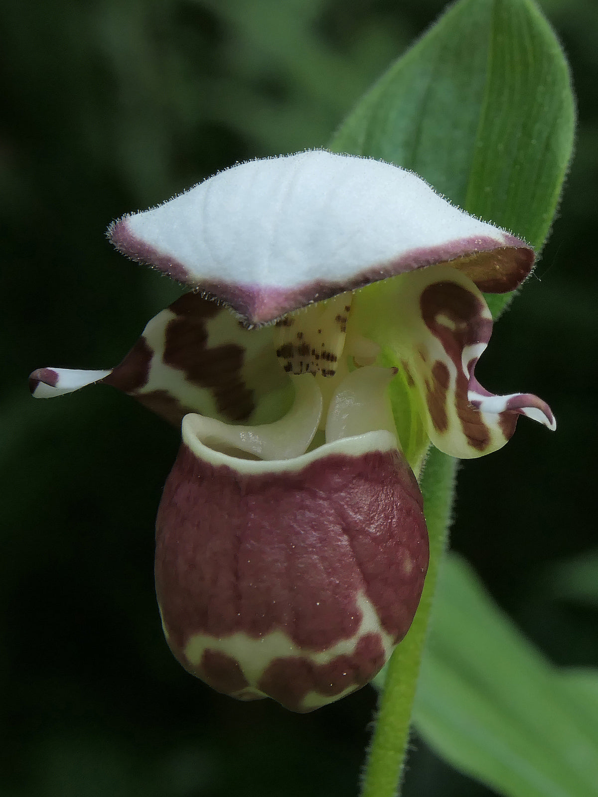 Cypripedium &#39;Frosch&#39;s Alaskan Beauty&#39;  (Lady&#39;s Slipper Orchid)