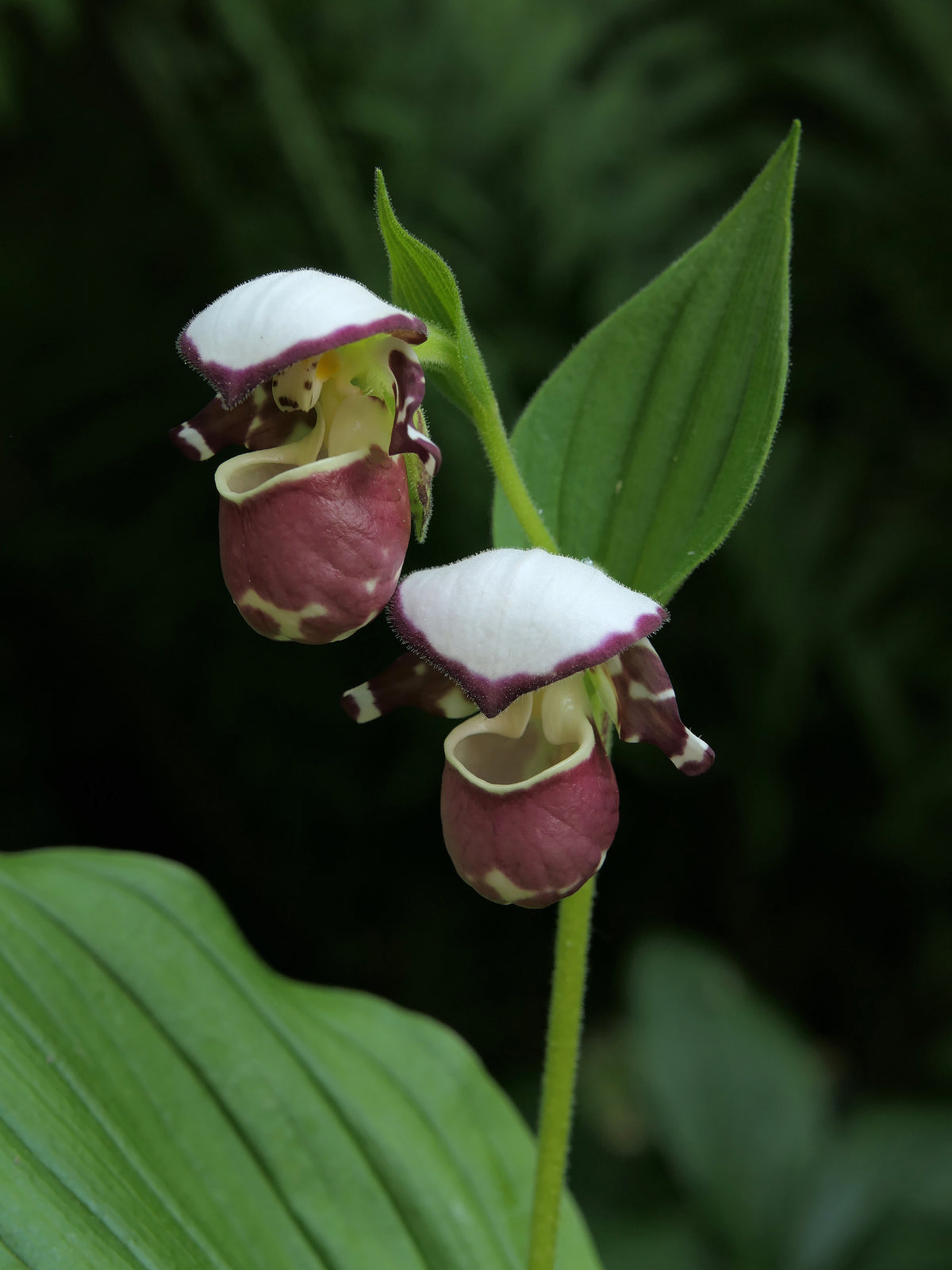 Cypripedium &#39;Frosch&#39;s Alaskan Beauty&#39;  (Lady&#39;s Slipper Orchid)