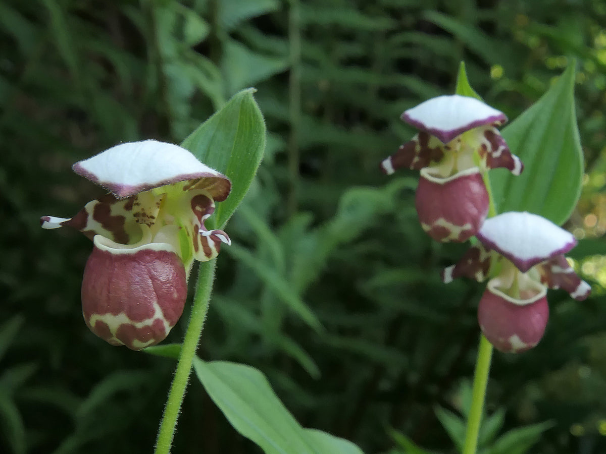Cypripedium &#39;Frosch&#39;s Alaskan Beauty&#39;  (Lady&#39;s Slipper Orchid)