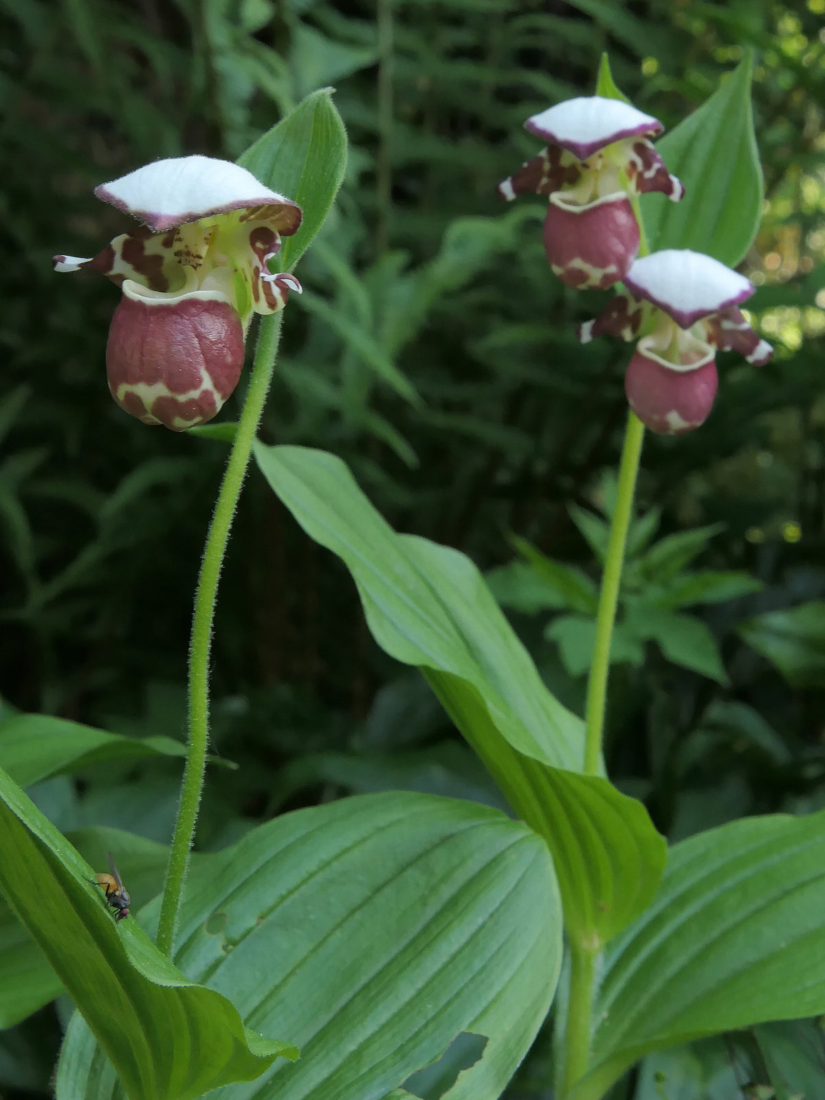 Cypripedium &#39;Frosch&#39;s Alaskan Beauty&#39;  (Lady&#39;s Slipper Orchid)