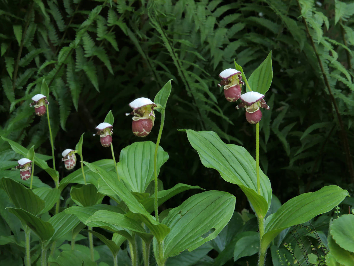 Cypripedium &#39;Frosch&#39;s Alaskan Beauty&#39;  (Lady&#39;s Slipper Orchid)