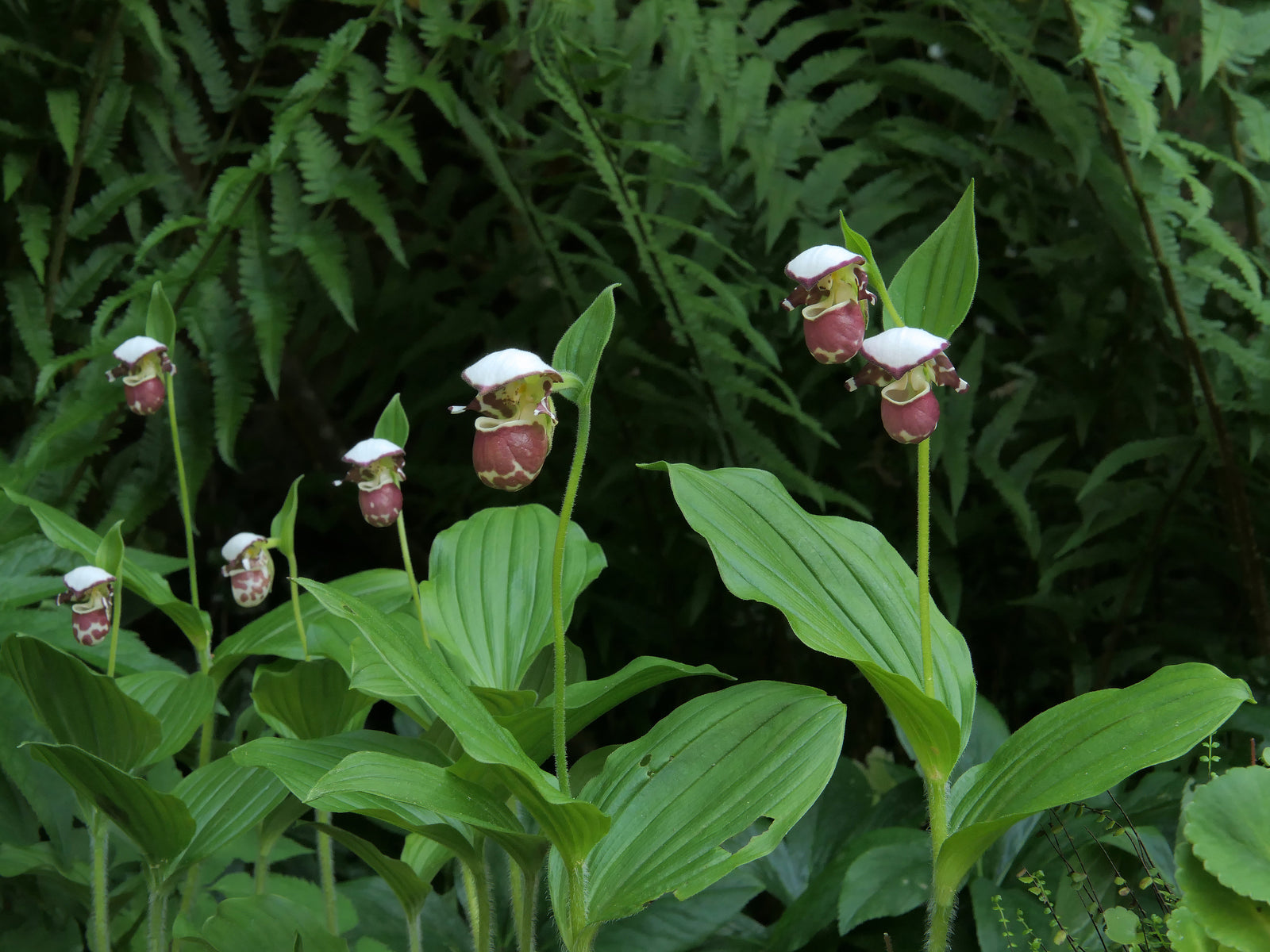 Cypripedium 'Frosch's Alaskan Beauty'  (Lady's Slipper Orchid)