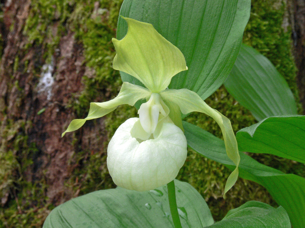 Cypripedium &#39;Frosch&#39;s Queen of the Mist&#39;  (Lady&#39;s Slipper Orchid)