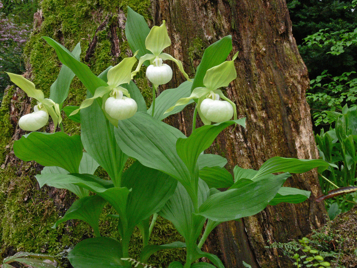 Cypripedium &#39;Frosch&#39;s Queen of the Mist&#39;  (Lady&#39;s Slipper Orchid)