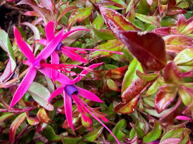 Fuchsia glazioviana (Fuchsia)