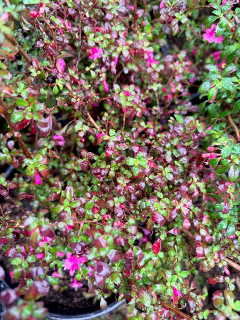 Fuchsia thymifolia (Thyme Leaved Fuchsia)