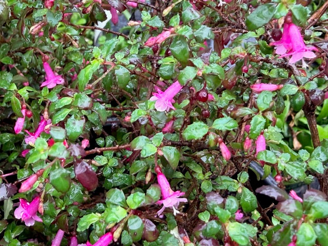 Fuchsia thymifolia (Thyme Leaved Fuchsia)