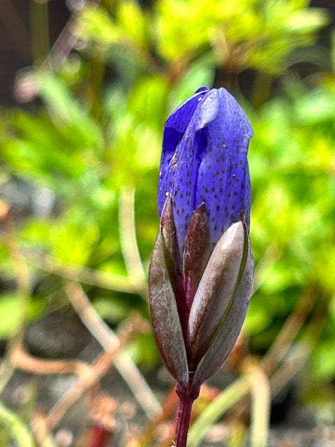Gentiana sceptrum (King's Scepter Gentian)