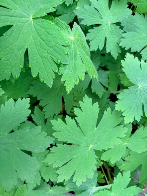 Geranium phaeum 'Raven' (Dusky Cranesbill)