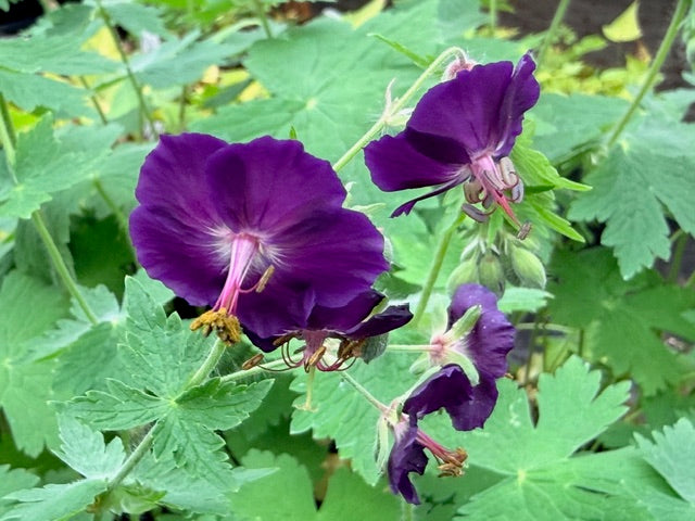 Geranium phaeum 'Raven' (Dusky Cranesbill)