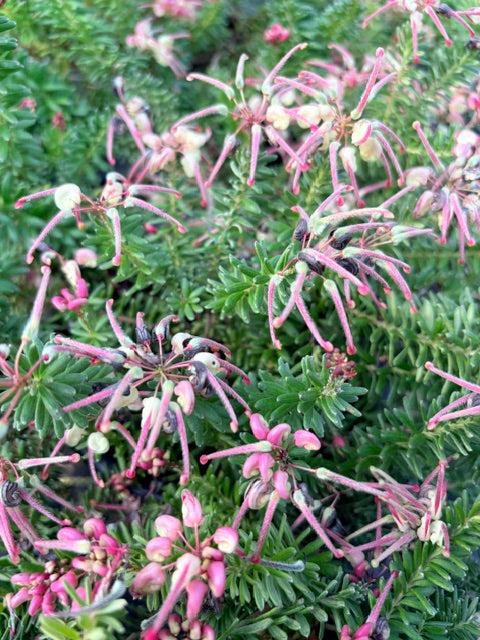 Grevillea lanigera 'Mt tamboritha' (Woolly Grevillea)