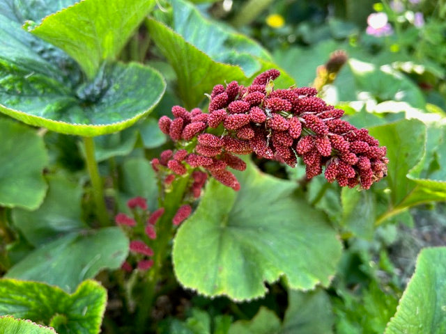 gunnera plant Gunnera perpensa (River Pumpkin, Wild Rhubarb)