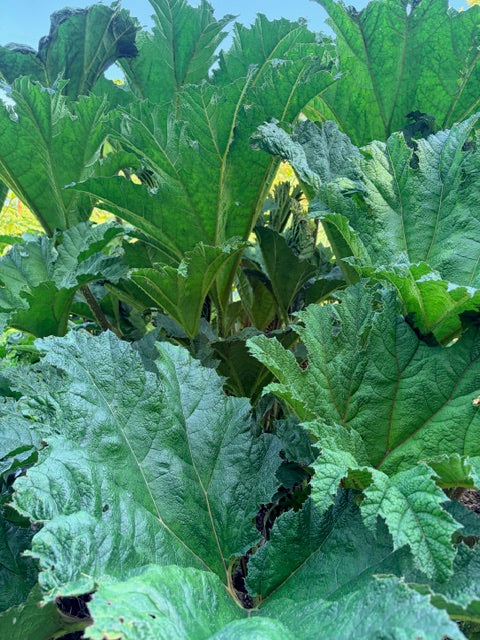 Gunnera tinctoria (Giant Rhubarb)
