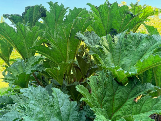 Gunnera tinctoria (Giant Rhubarb)