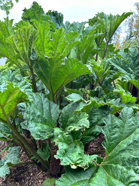 Gunnera tinctoria (Giant Rhubarb)