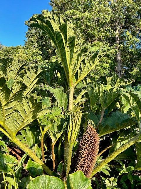 Gunnera tinctoria (Giant Rhubarb)