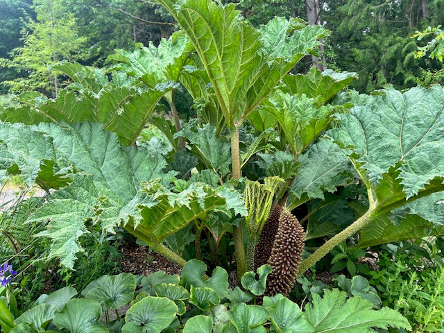 Gunnera tinctoria (Giant Rhubarb)