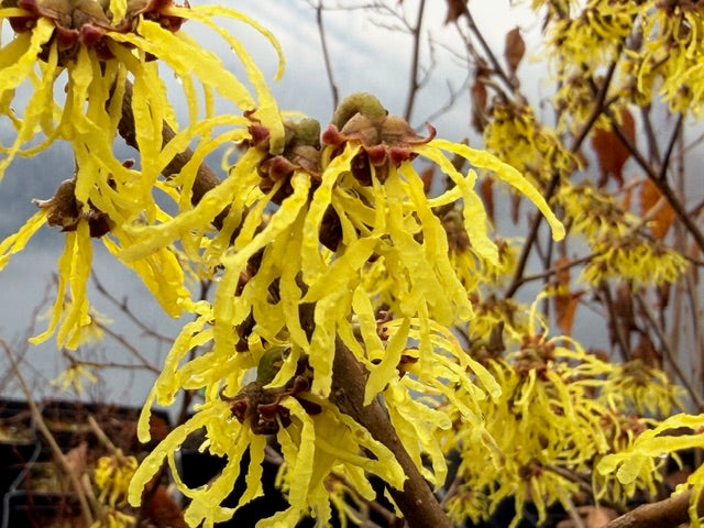 Hamamelis x intermedia Arnold Promise