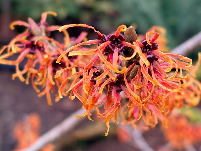 Hamamelis x intermedia 'Jelena' (Witch Hazel)
