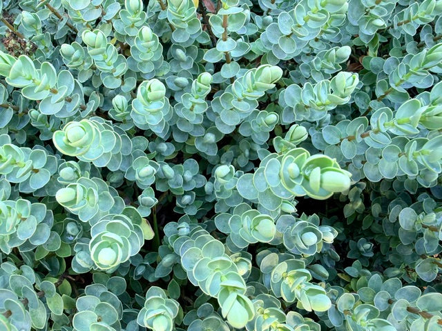 Hebe pinguifolia 'Sutherlandii'  (Sutherland Hebe)