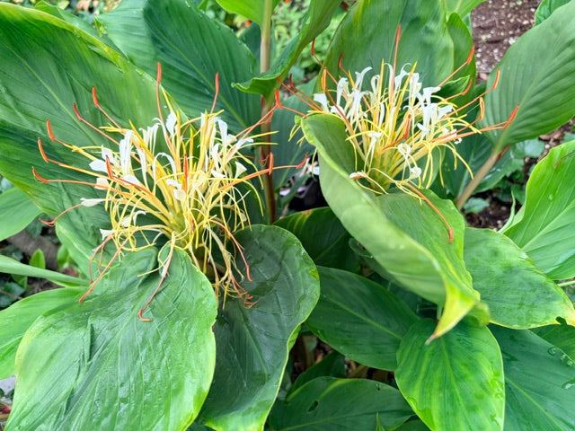 Hedychium ellipticum (Rock Butterfly Lily, Hardy Ginger)
