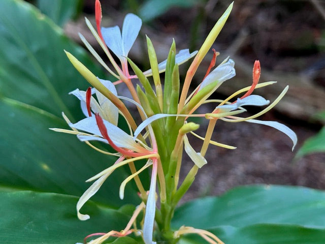 Hedychium spicatum DJHC0579 (Hardy Ginger)