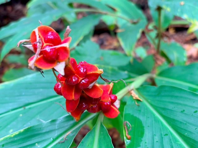 Hedychium spicatum DJHC0579 (Hardy Ginger)