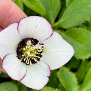 Helleborus &#39;Swiss Alps&#39; (Lenten Rose)
