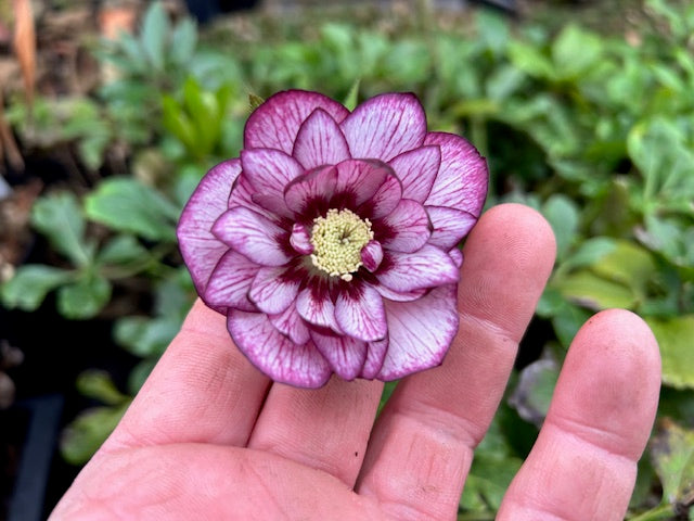 Helleborus 'Whirlwind Romance' (Lenten Rose)