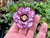 Helleborus 'Whirlwind Romance' (Lenten Rose)