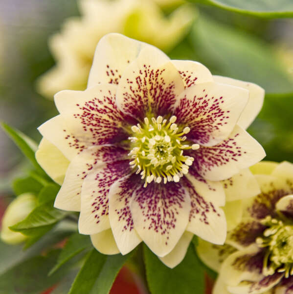 Helleborus 'Father of the Bride' (Lenten Rose)