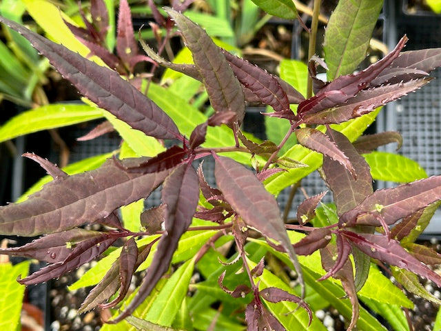 Helwingia chinensis Narrowleaf Form - Female