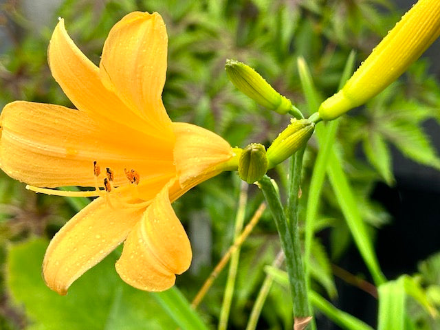 Hemerocallis middendorfii var. esculenta (Japanese species Daylily)