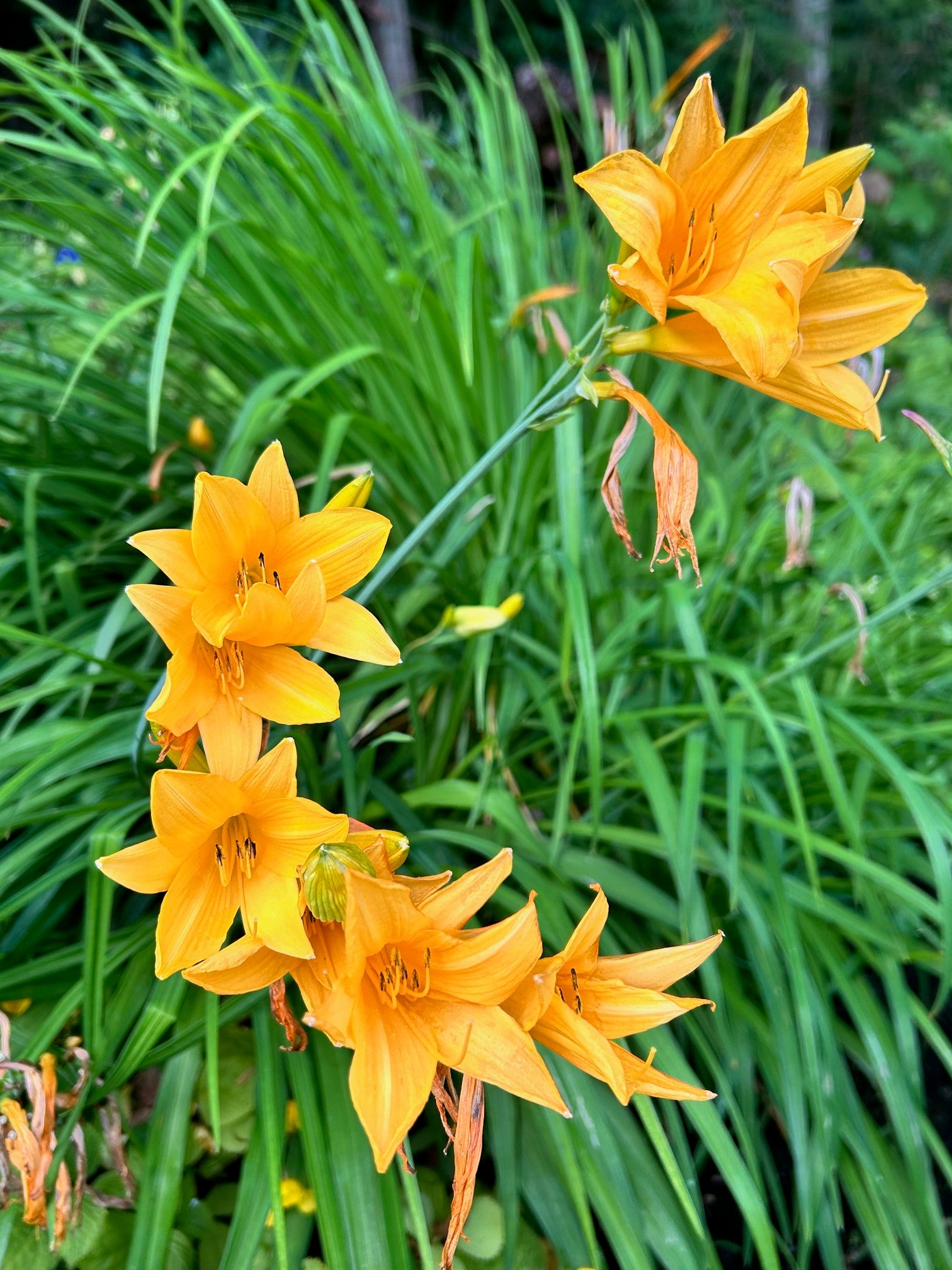 Hemerocallis middendorfii var. esculenta (Japanese species Daylily)