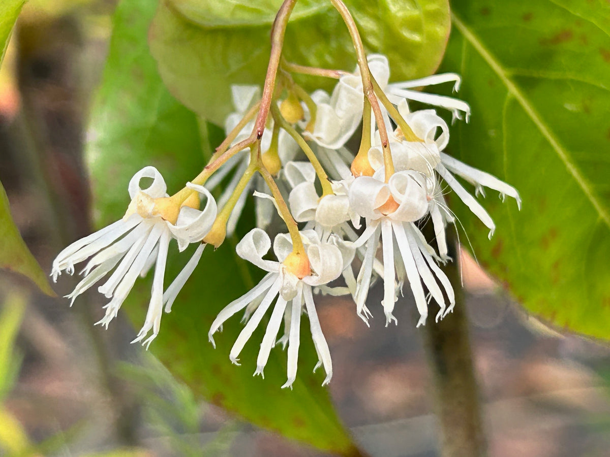 Huodendron tibeticum (Huodendron)
