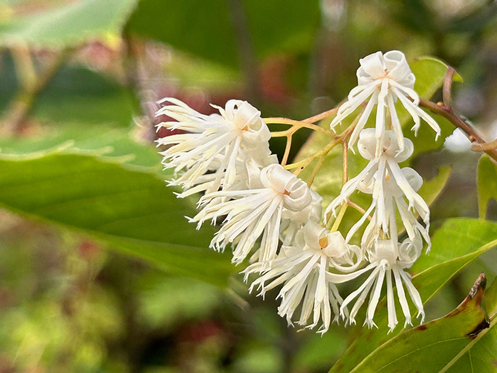 Huodendron tibeticum (Huodendron)
